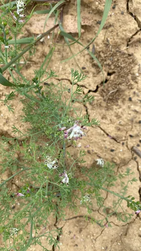 Fineleaf Fumitory — photo by availlard