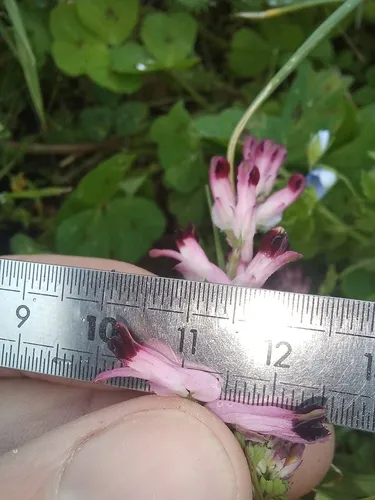Few-flower Fumitory