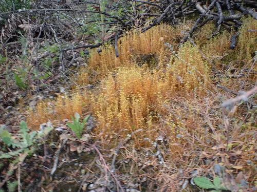 Funaria Moss
