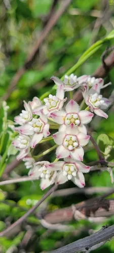 Fringed Twinevine