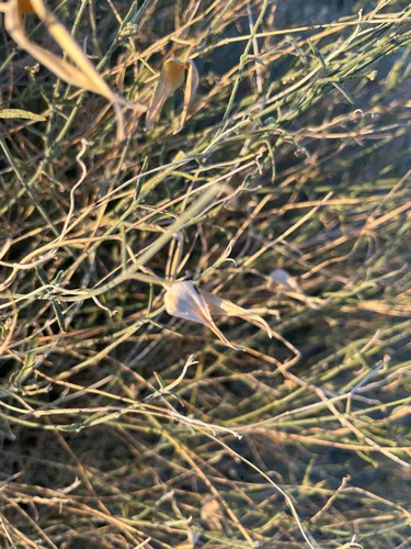 Hairy Milkweed