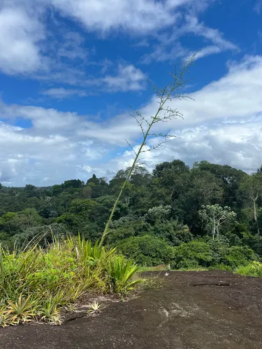 Mauritius Hemp — photo by Iris van Kleinwee-Diender