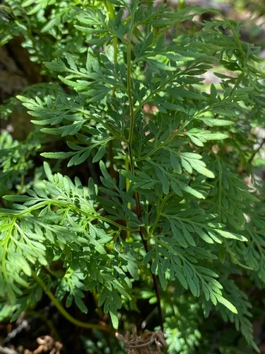 Arizona Lipfern — photo by Daniel McNair