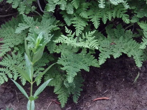 Kaulfuss' Lipfern — photo by Nao