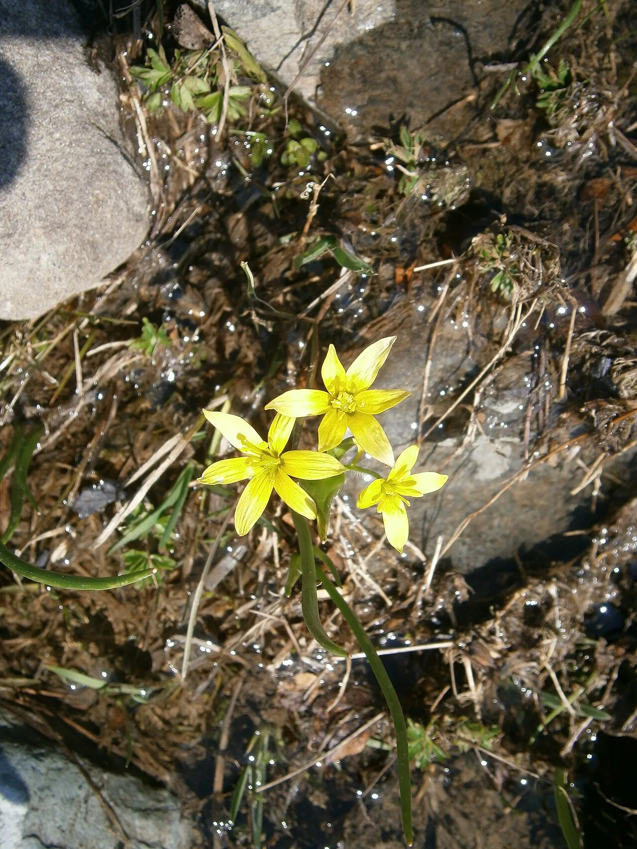 Star Of Bethlehem