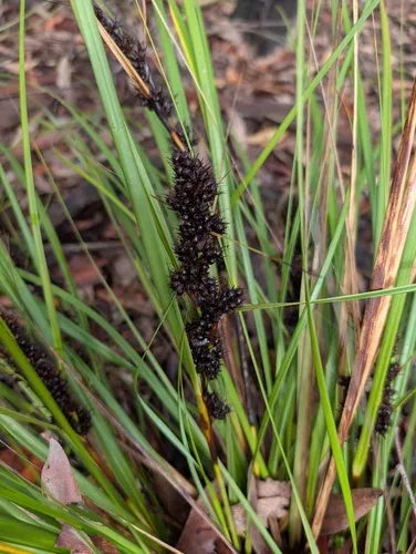 Round Sawsedge — photo by mrlachlanb