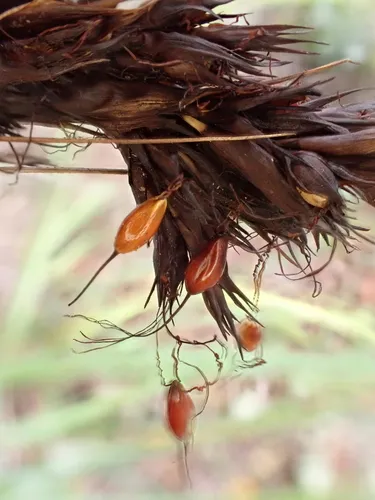 Forest Sawsedge