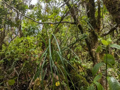 Fijian Sawsedge