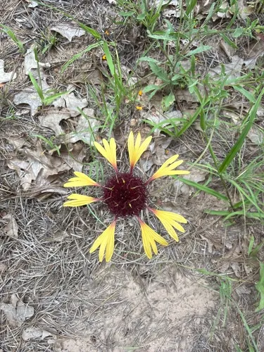 Lanceleaf Blanketflower