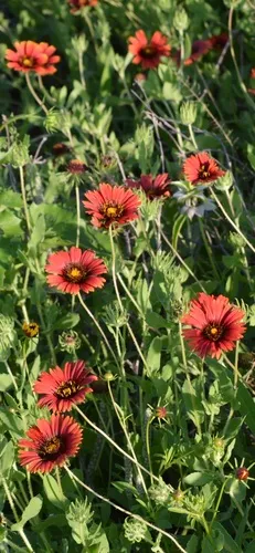 Maroon Blanketflower