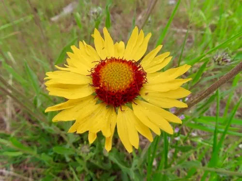 Blanketflower