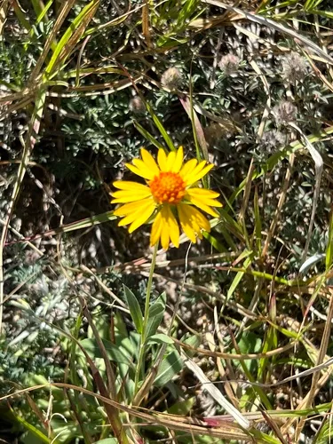 Bandanna Daisy