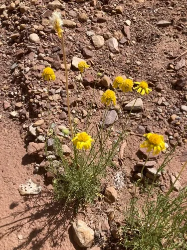 Yellow Blanketflower — photo by faerthen