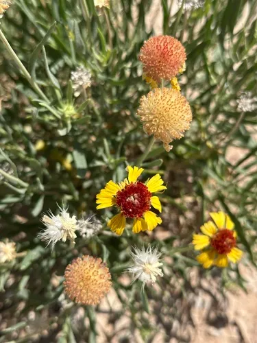 Onion Blanketflower