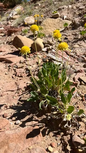 Parry's Blanketflower — photo by Mark Pollock