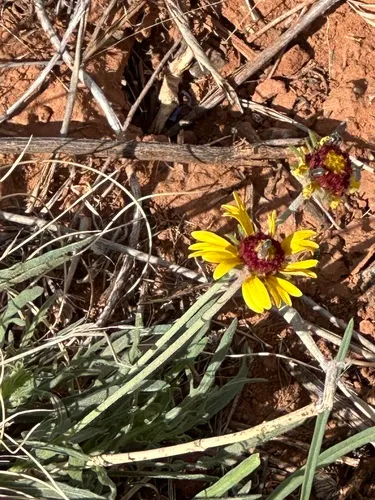 Red Dome Blanketflower (var. linearis) — photo by Presley James Riggs
