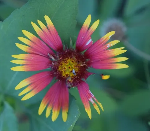 Indian Blanket
