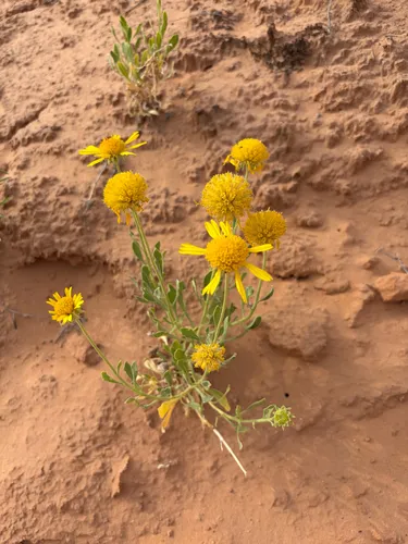 Western Blanketflower — photo by Cathy Singer