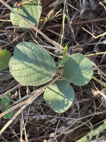 Hoary Milkpea — photo by Chet Burrier