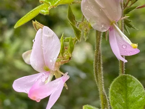 West Indian Milkpea — photo by eleanorgibney