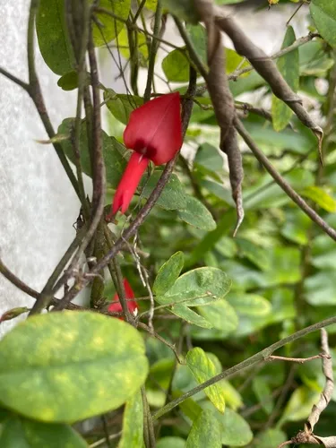 Eggers' Milkpea