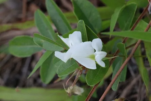 Elliott's Milkpea