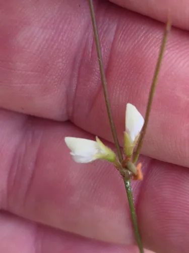 Erect Milkpea