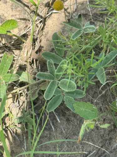 Gray's Milkpea — photo by Chet Burrier