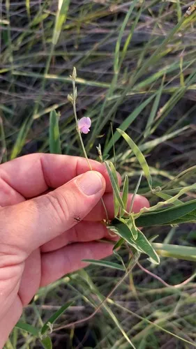 Longleaf Milkpea — photo by Cesar Massi