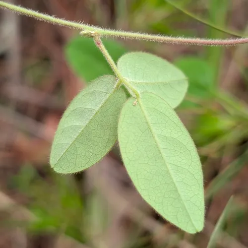 Eastern Milkpea