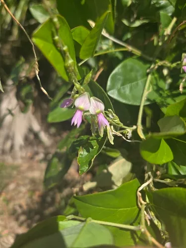 Florida Hammock Milkpea