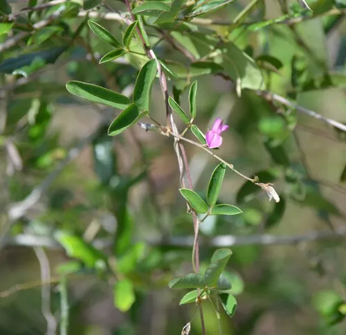 Downy Milkpea