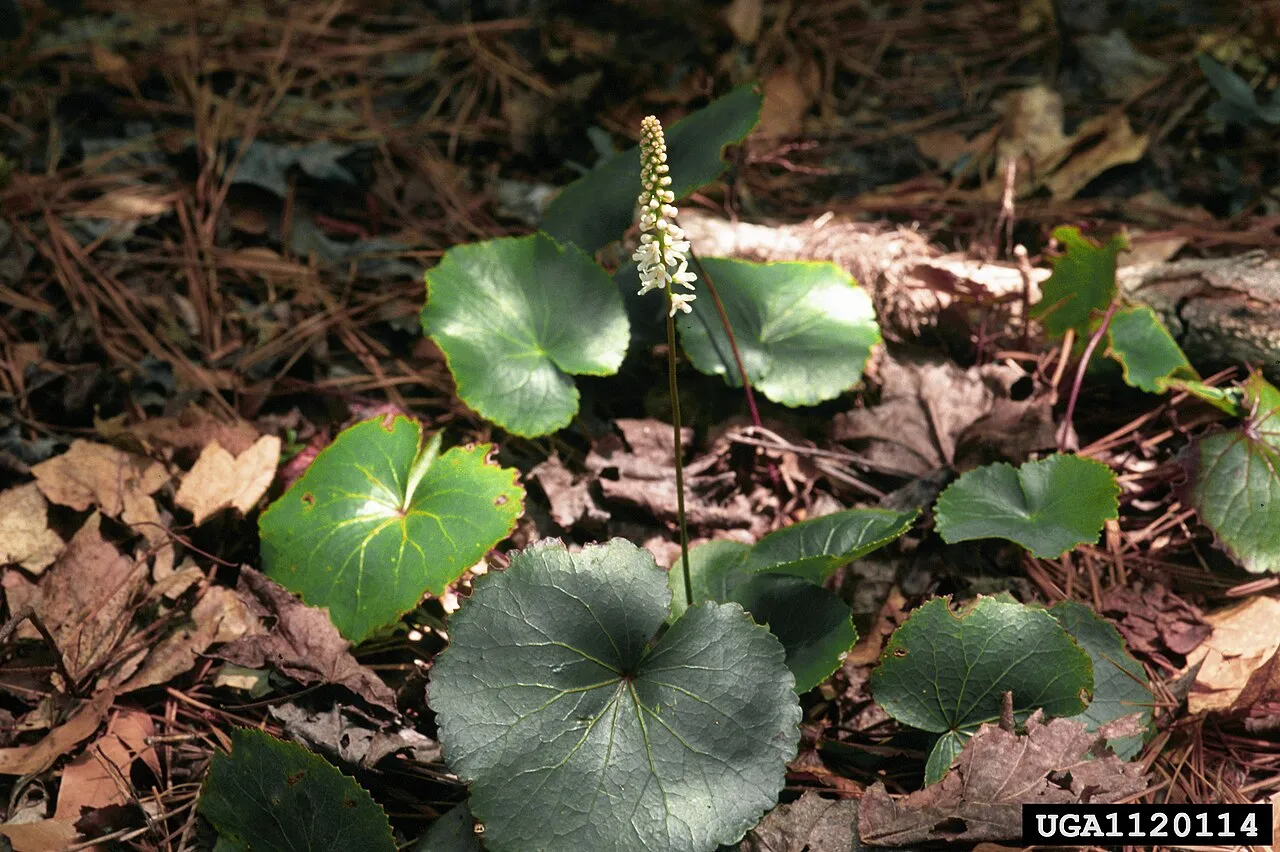 Beetleweed — photo by Ted Bodner, Southern Weed Science Society, Bugwood.org