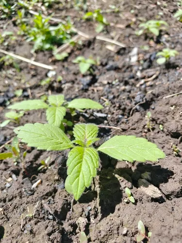 Splitlip Hempnettle