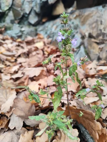 Red Hempnettle