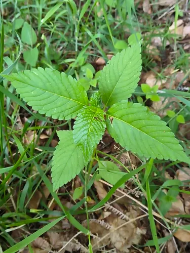 Brittlestem Hempnettle
