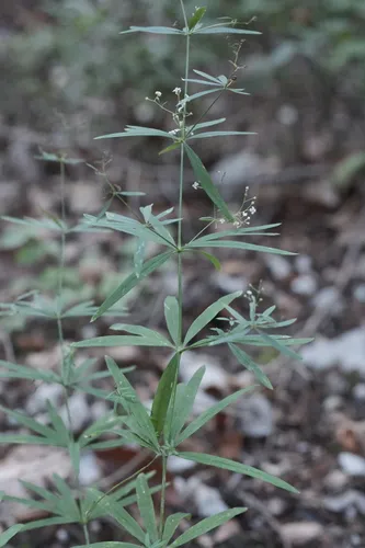 Awned Bedstraw — photo by fmunoz