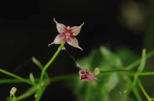 Arkansas Bedstraw