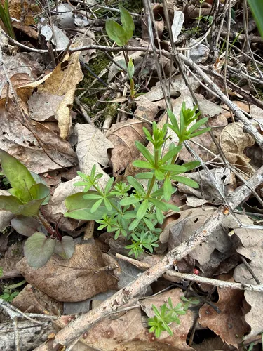 Rough Bedstraw — photo by Patrice Dupont