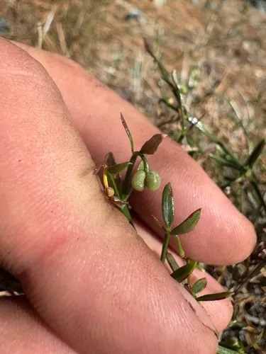 Twinleaf Bedstraw — photo by schaeferross82