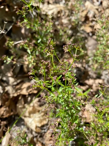 Bolander's Bedstraw