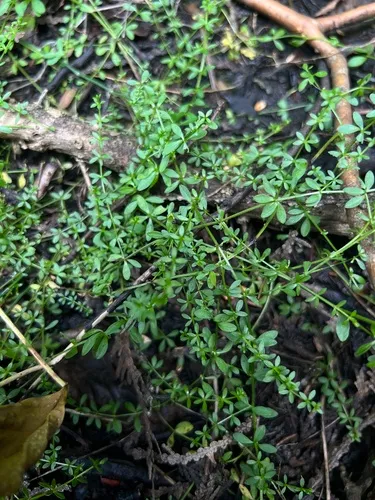 Limestone Swamp Bedstraw — photo by Nate Martineau