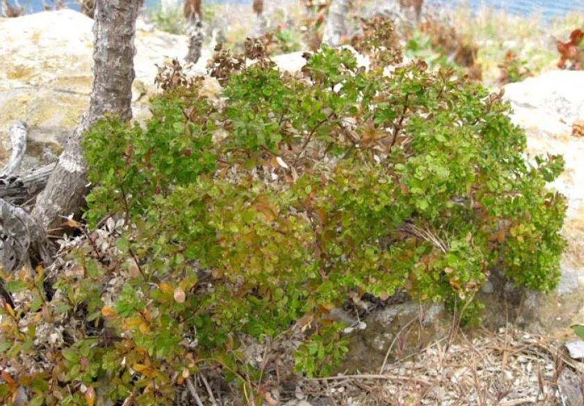 Box Bedstraw — photo by Andrea Adams, USFWS