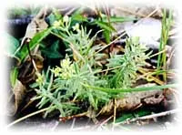 El Dorado Bedstraw (subsp. sierrae) — photo by Bureau of Land Management, US Department of the Interior