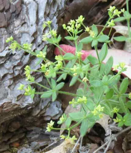 California Bedstraw — photo by jenpittam