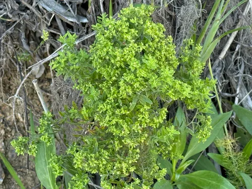 Santa Catalina Island Bedstraw — photo by Mark Fischer