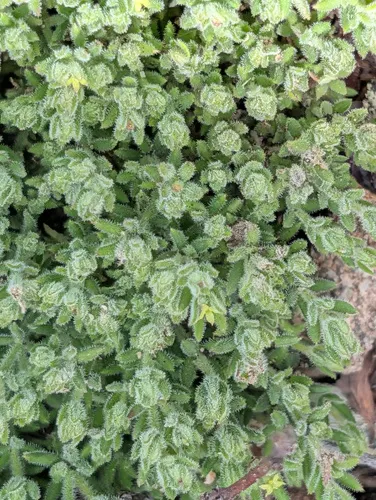 Santa Lucia Bedstraw — photo by Trevor Van Loon