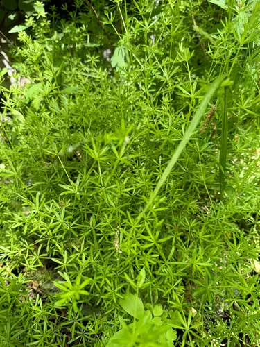 Shining Bedstraw — photo by Nick T.
