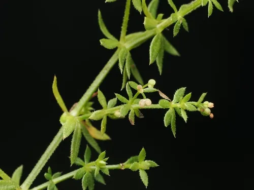 Lamarck's Bedstraw — photo by Angus Campbell