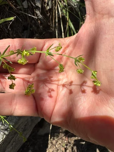 Fendler's Bedstraw — photo by Deborah Bird